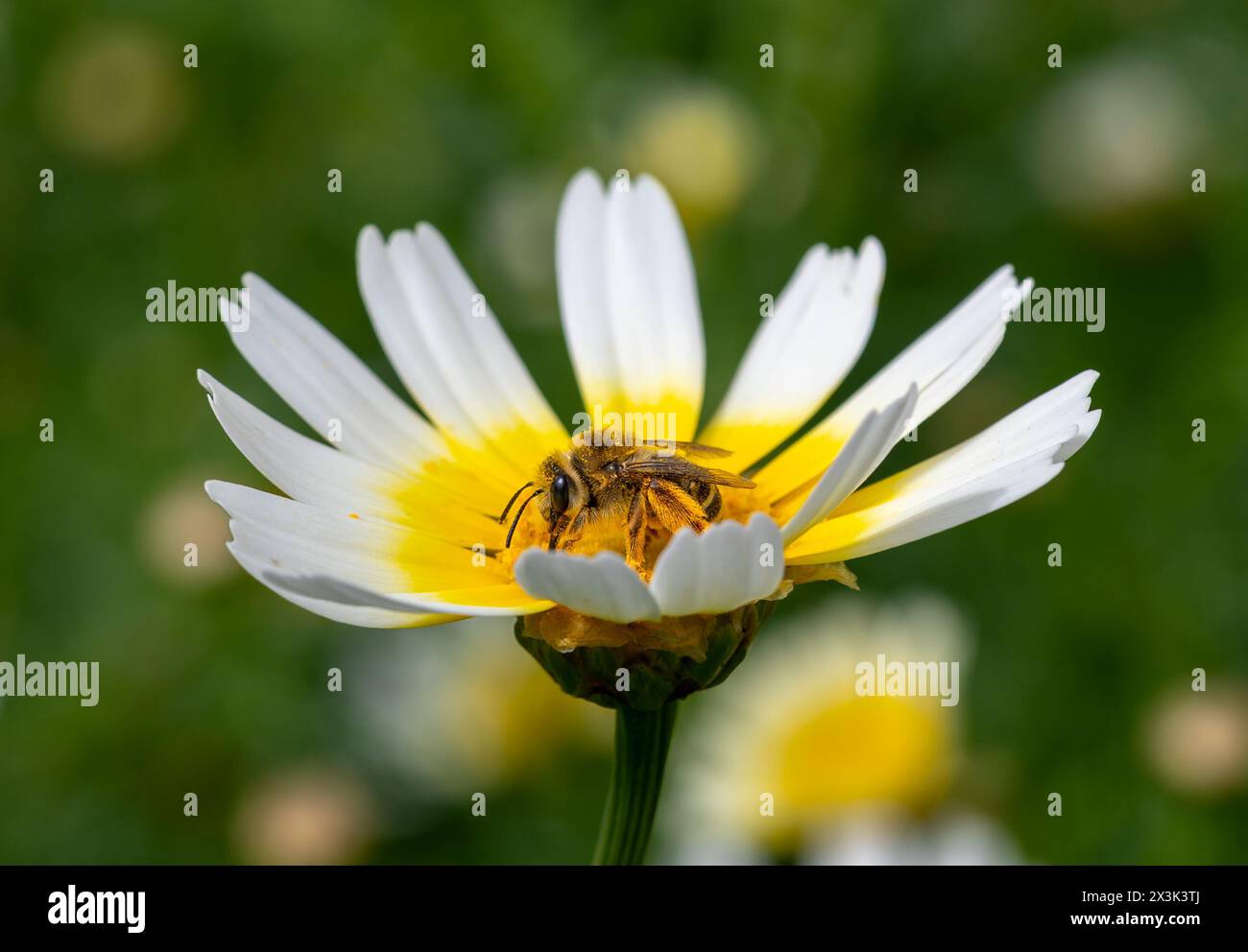Detail einer Biene auf einem cape Gänseblümchen mit gelben Pollen auf dem Feld Stockfoto
