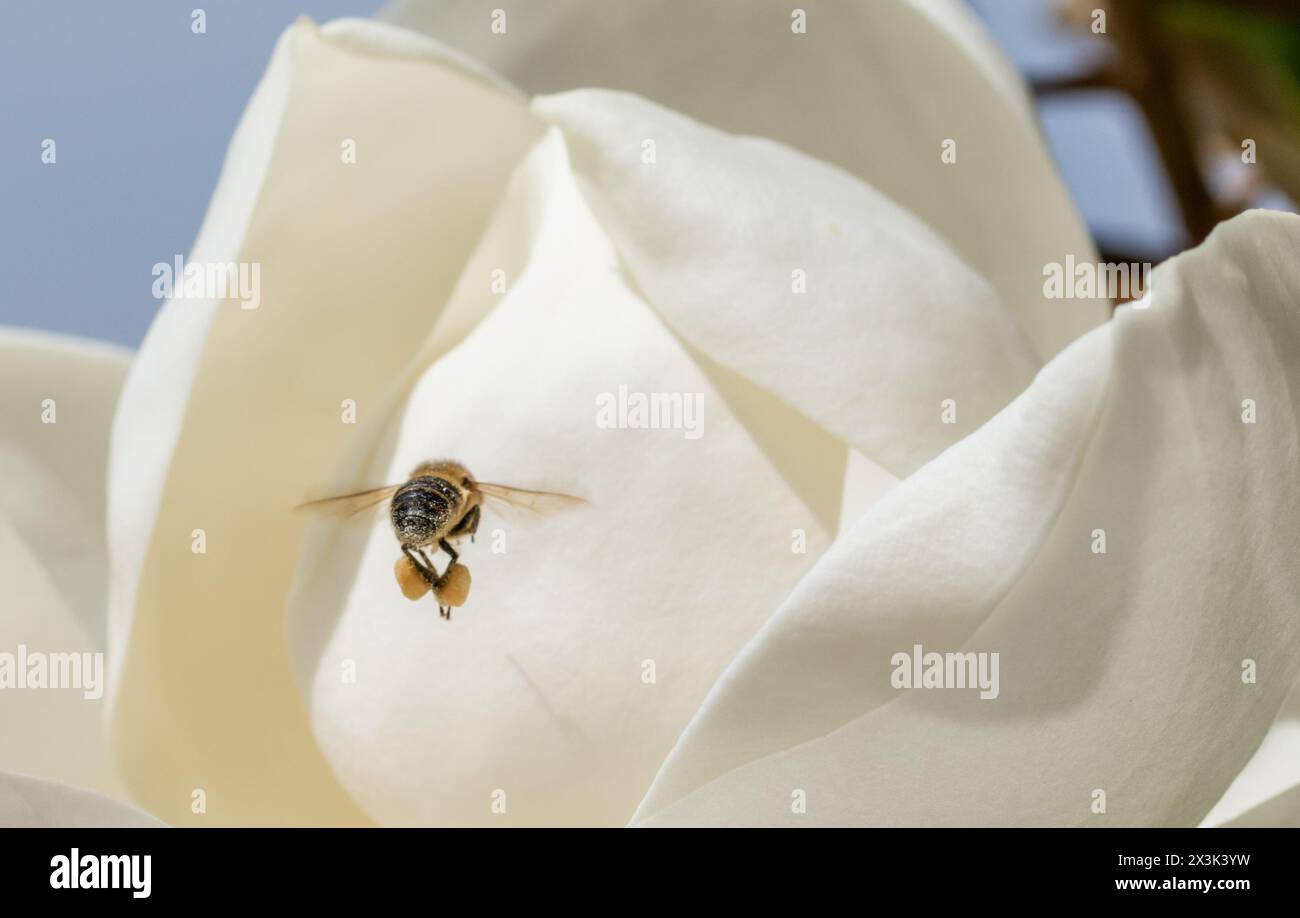Detail einer Biene, die auf eine weiße Magnolienblume zufliegt Stockfoto
