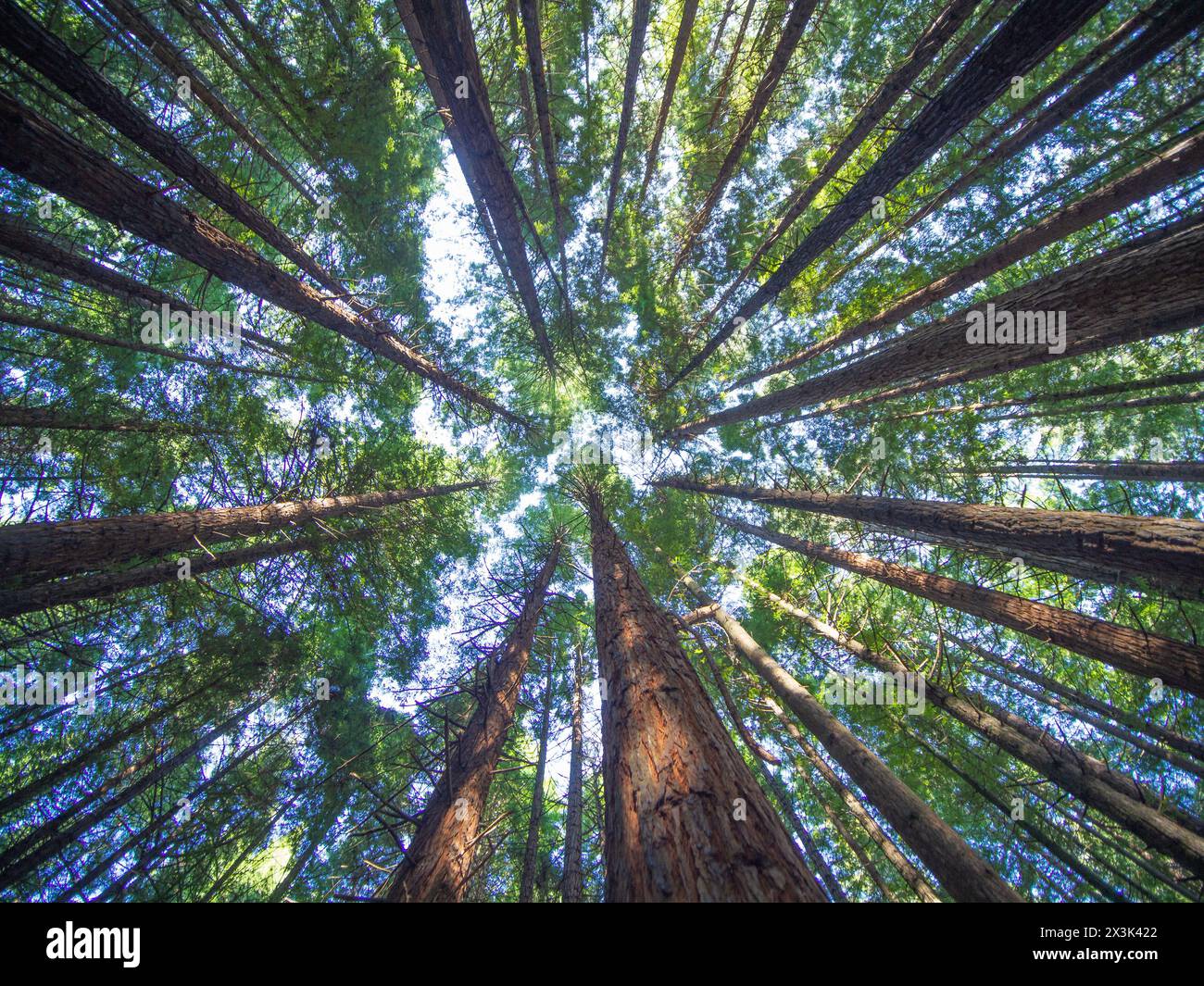 Erkunden Sie den bezaubernden Mammutwald in Rotorua, Neuseeland. Das Meisterwerk der Natur von seiner schönsten Seite. Stockfoto