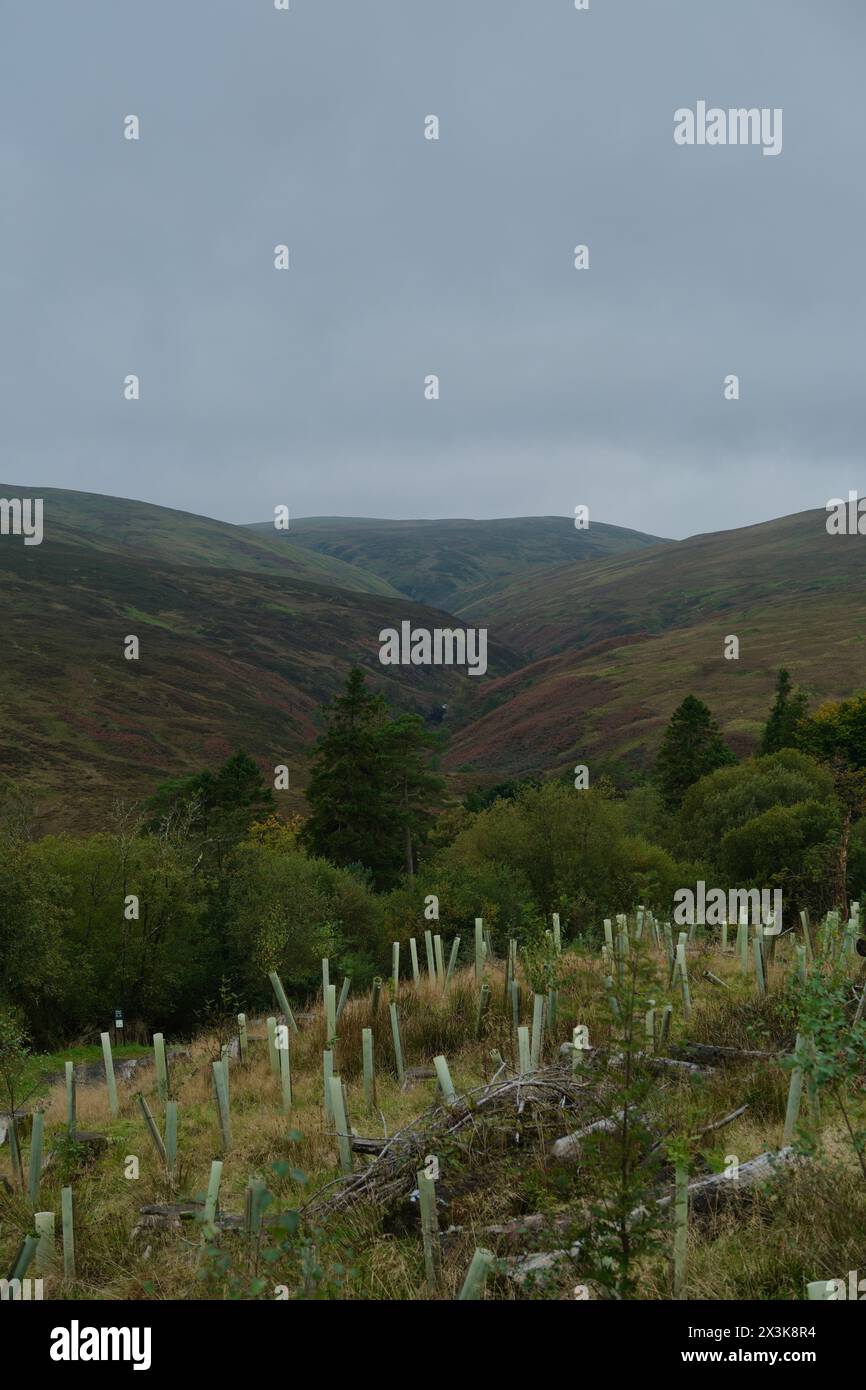 Die Schönheit des Clyde Muirshiel Regional Park in Schottland. Hohe Hügel des Parks, Wald und neue Bäume wachsen. Stockfoto