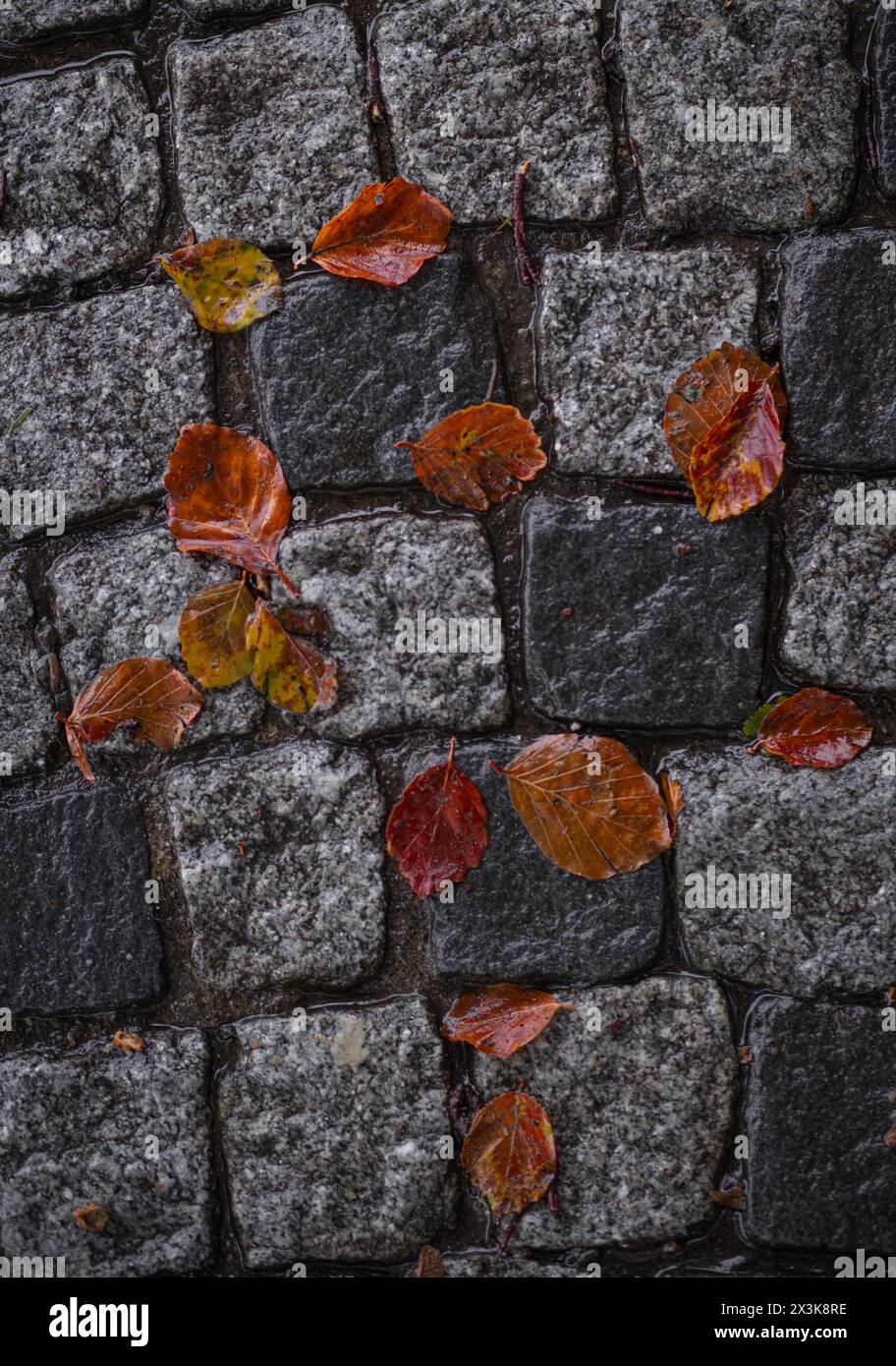 Die Herbstpalette ist über die Decke gemalt, während feurige Blätter in der sanften Brise tanzen. Stockfoto