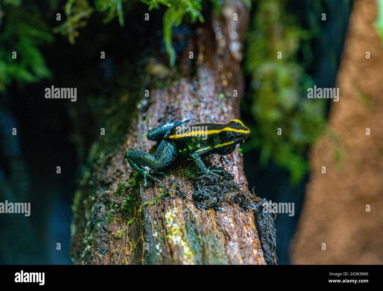 Golfodulcean Poison Frog (Phyllobates vittatus) - in Gefangenschaft gezüchtet. Endemisch in Costa Rica. Stockfoto