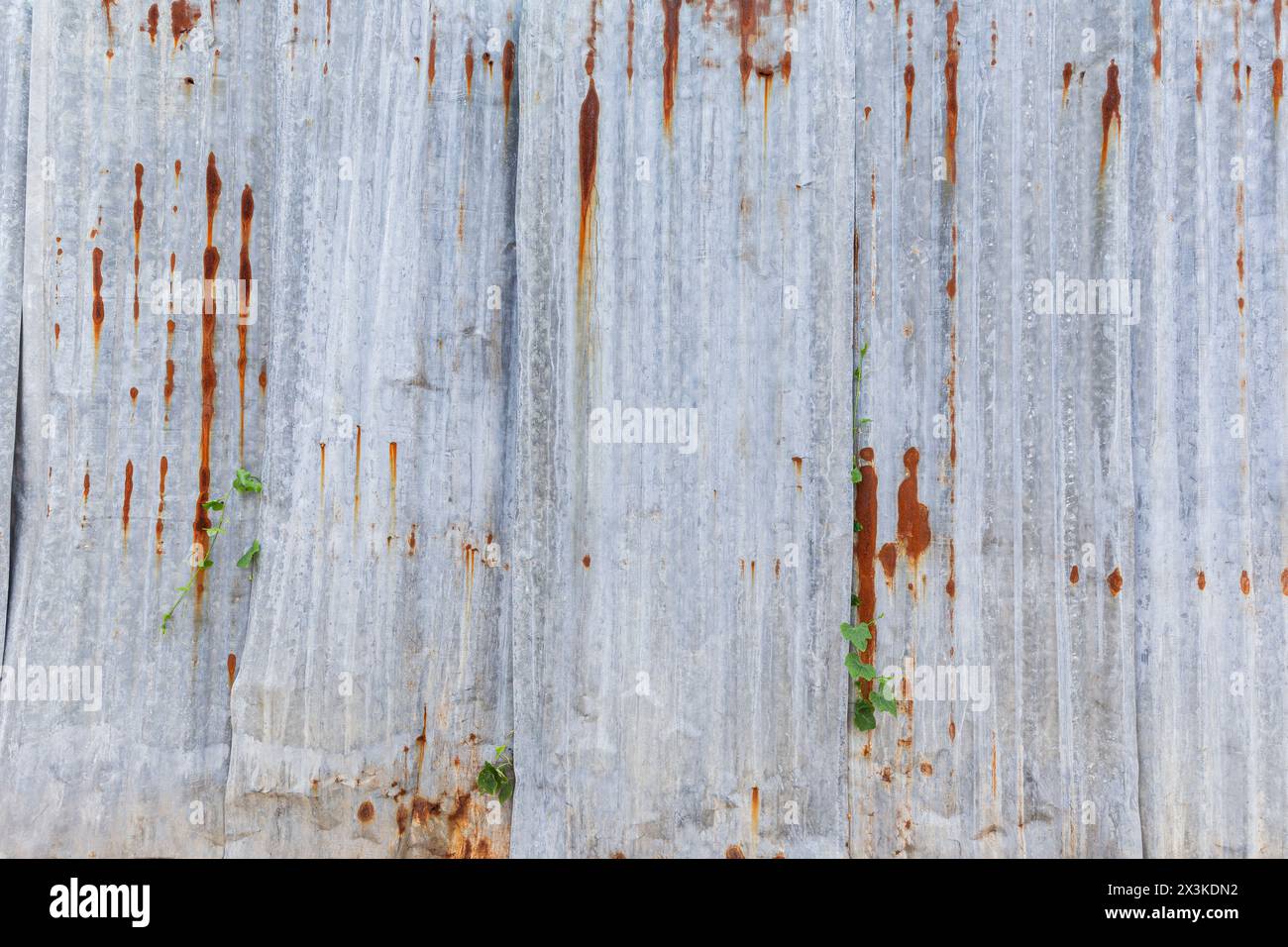 Vorderansicht der Baustellenwand aus rostigem und gewelltem Metall. Abstrakter, hochauflösender Texturhintergrund, Kopierraum. Stockfoto