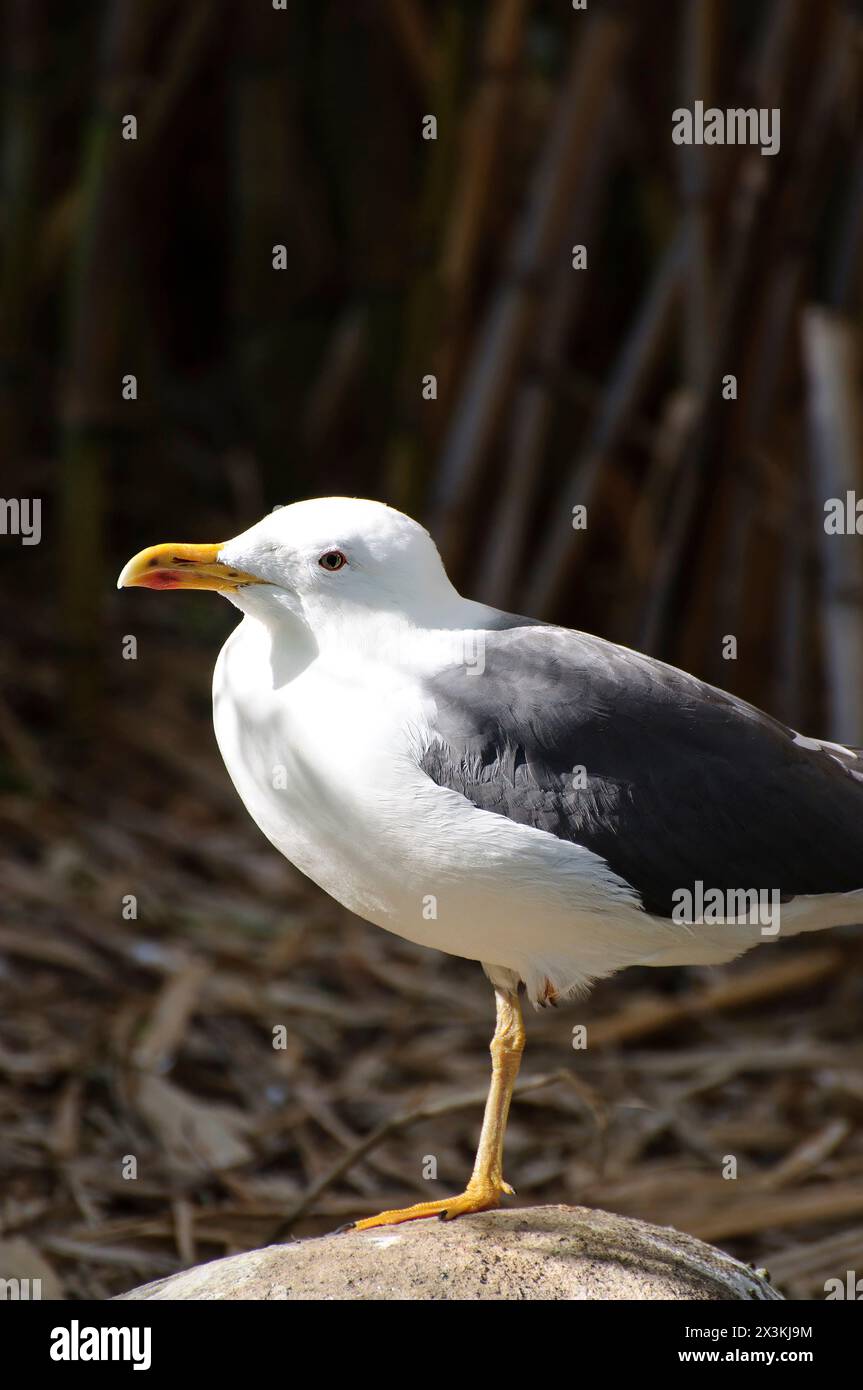 Atemberaubendes Bild eines bunten Fasans: Fesselnde Fotografie für Content-Ersteller Stockfoto