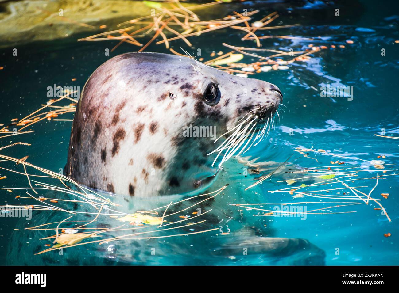 Verspieltes Seal Basking in the Sun: Eine Freude für Fotografen Stockfoto