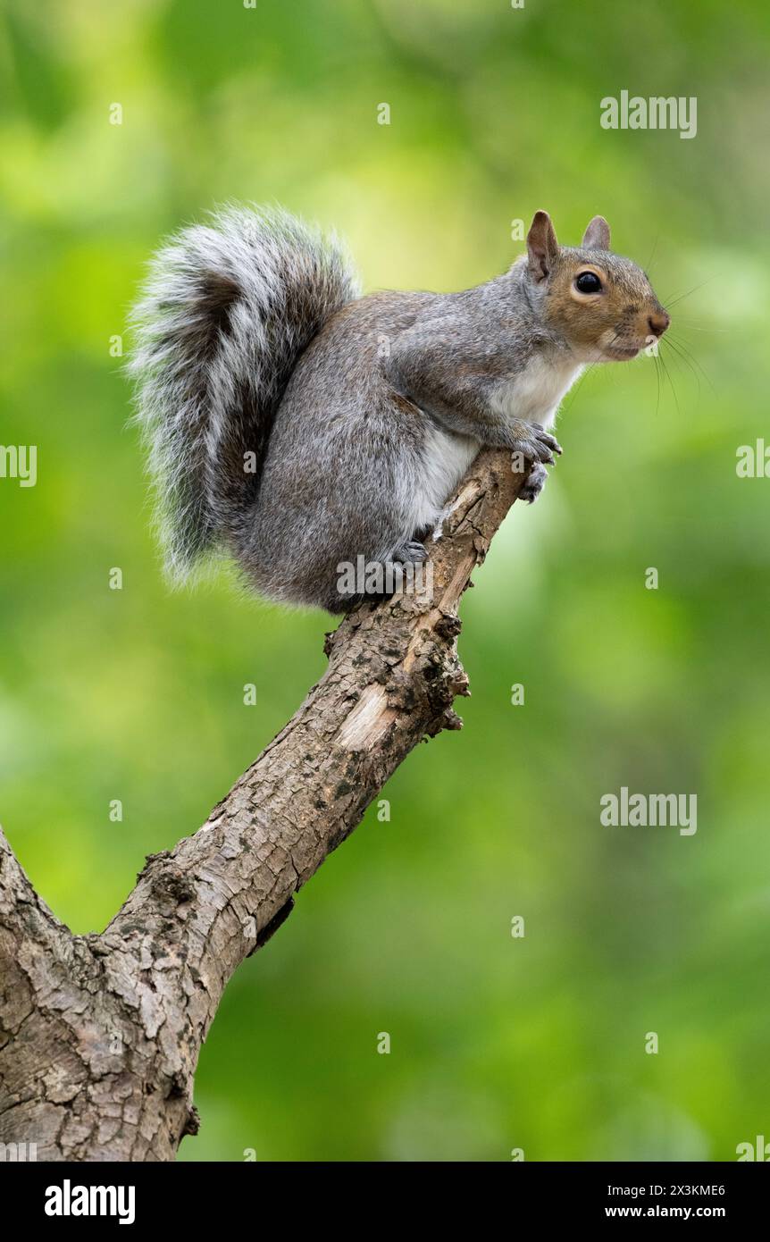 Graues Eichhörnchen, Sciurus carolinensis, auf einem Baumzweig stehend, Queen's Park, London, Vereinigtes Königreich Stockfoto
