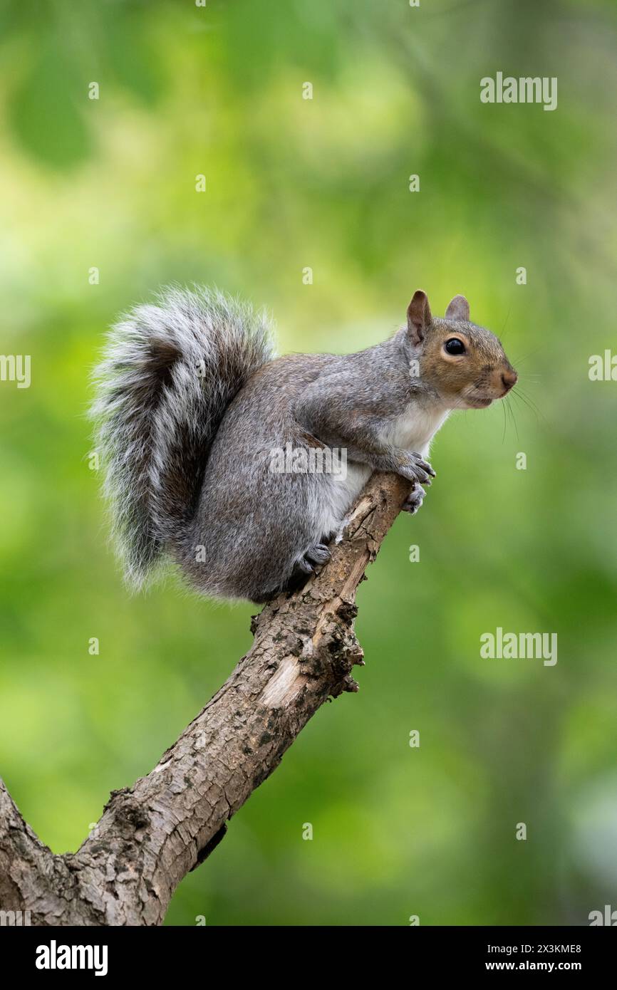 Graues Eichhörnchen, Sciurus carolinensis, auf einem Baumzweig stehend, Queen's Park, London, Vereinigtes Königreich Stockfoto