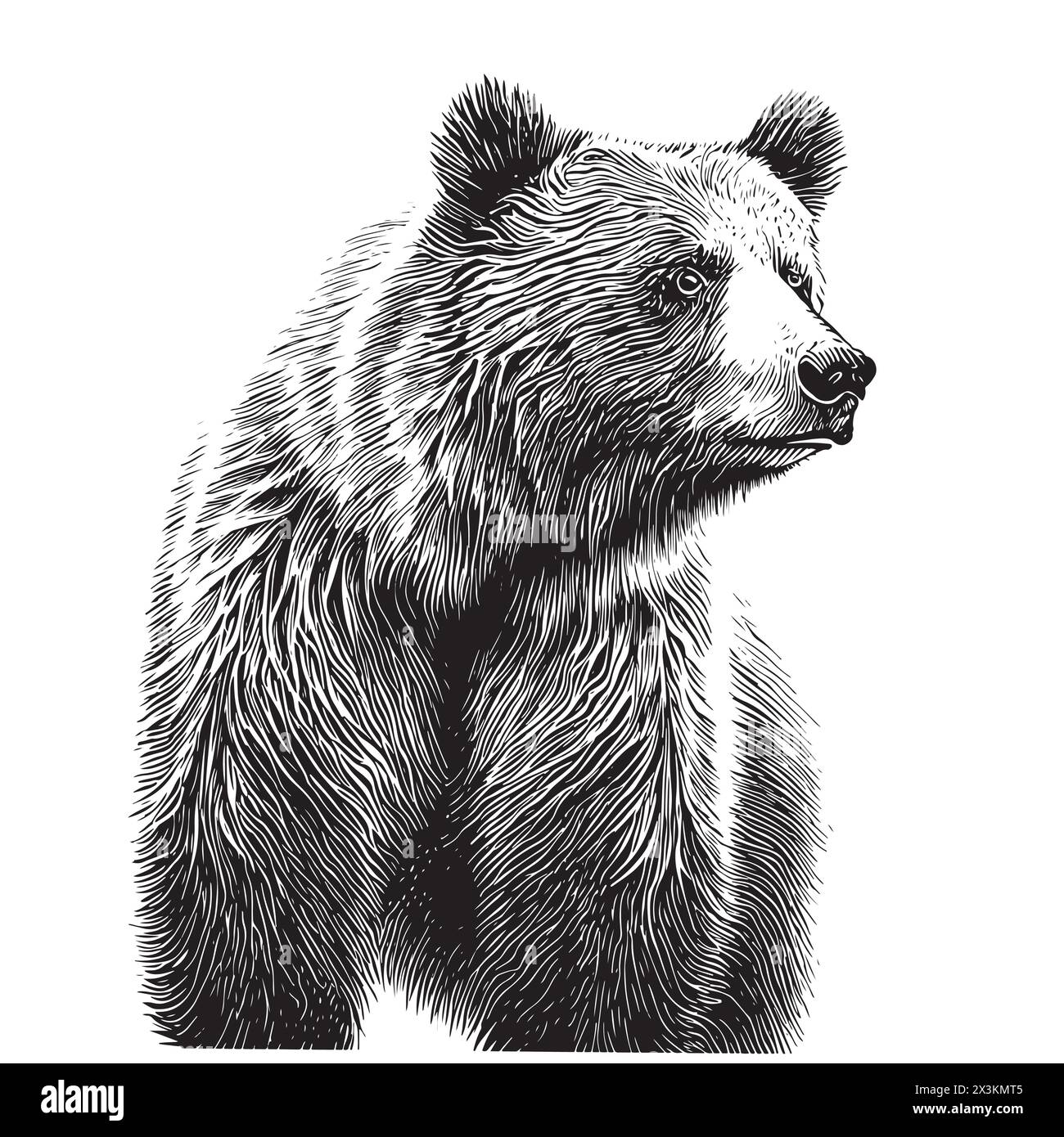 Bärenskizze handgezeichnet in einer Illustration im Doodle-Stil Stock Vektor