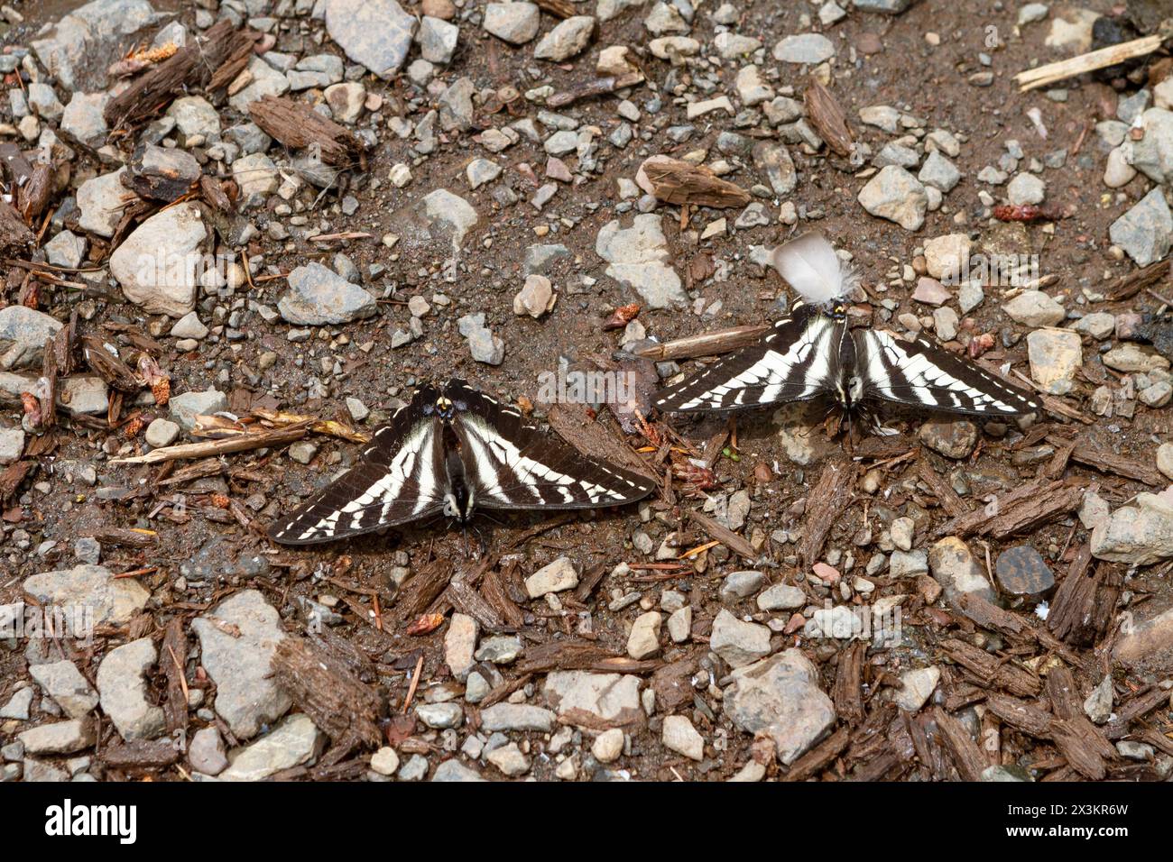 Zwei helle Schwalbenschwanzfalter (Papilio eurymedon), die sich im Schlamm in der Nähe eines Flusses im Olympic National Park, Washington, USA, tummeln. Stockfoto