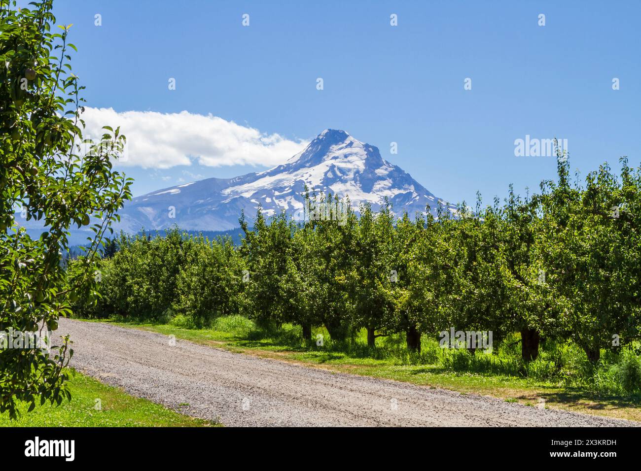 Birnenbäume wachsen im Obstgarten mit Mt. Hood River Fruit Loop in Oregon, USA. Stockfoto