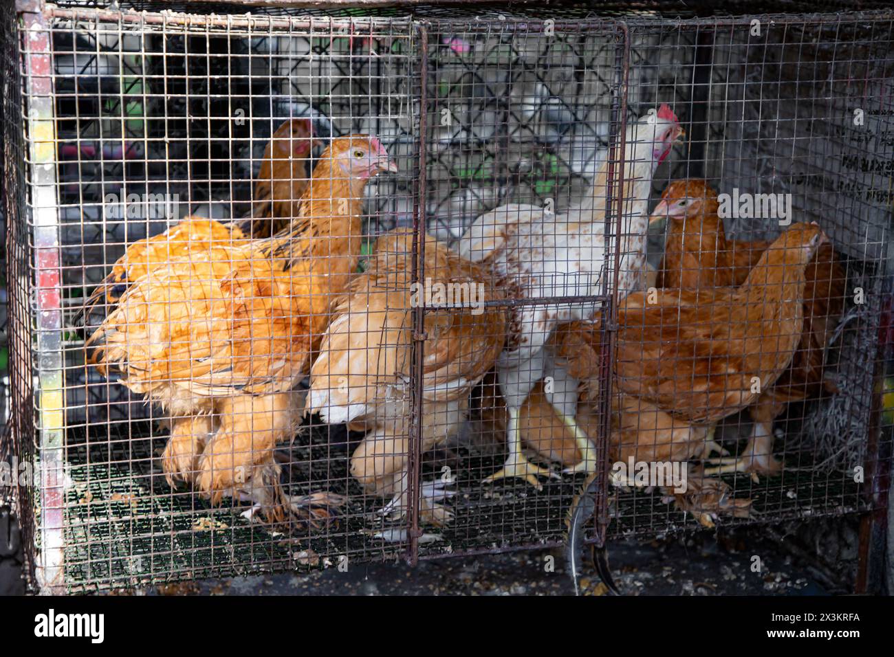 Lebende Hühner in Käfigen, die auf einem kleinen Straßenmarkt in Sri Lanka zum Verkauf angeboten werden Stockfoto