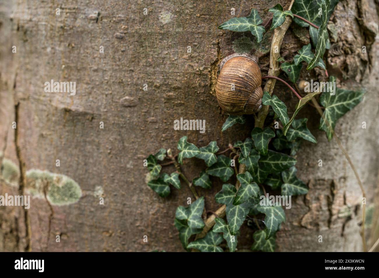 Braune gestreifte Speiseschnecke, die einen mit Efeu bewachsenen Baumstamm hochkriecht, Dänemark, 9. April 2024 Stockfoto