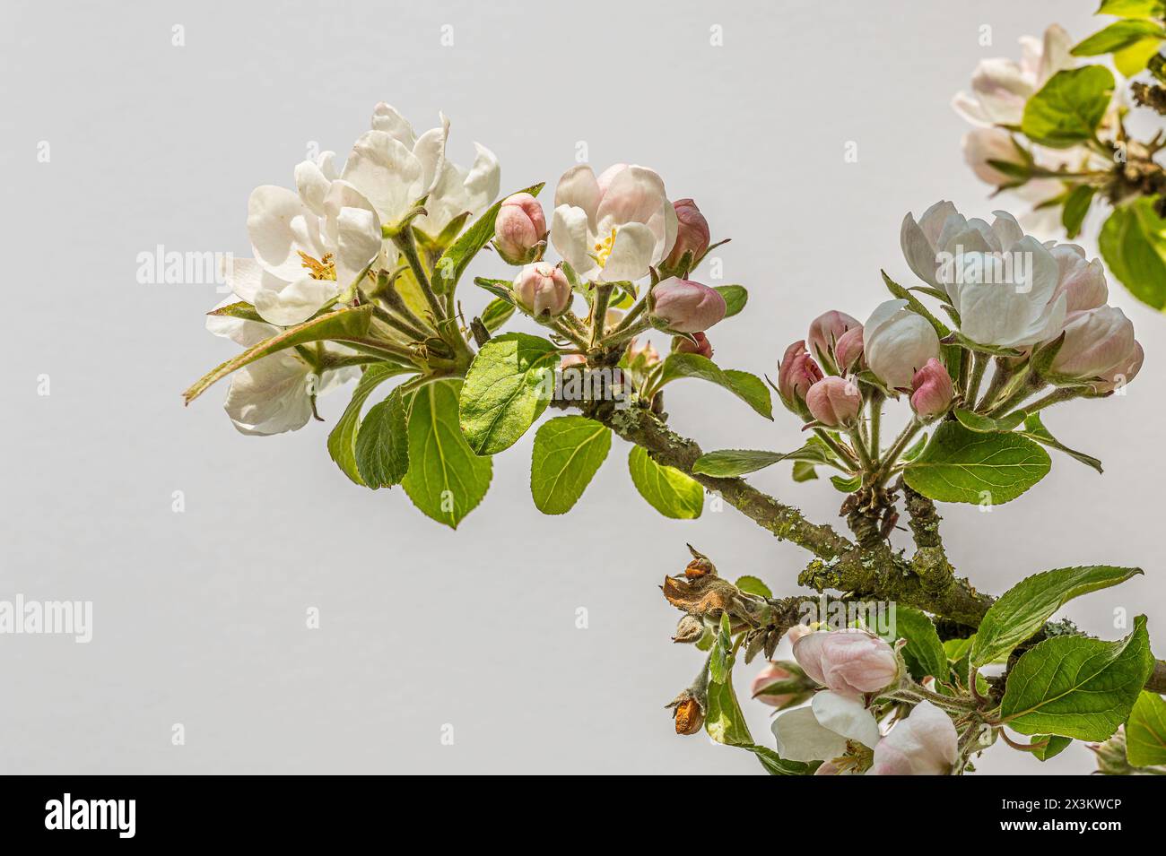 Zweig mit weißen Apfelblüten gegen den Himmel mit Copyspace, Dänemark, 27. April 2024 Stockfoto