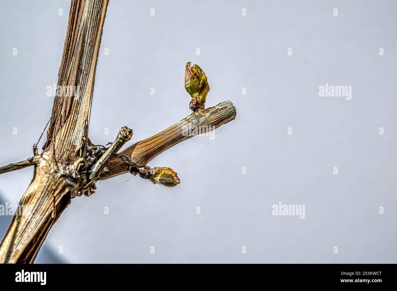 Weinrebe mit hellgrünen Knospen auf einem braunen Stiel vor dem blauen Himmel, Dänemark, 27. April 2024 Stockfoto