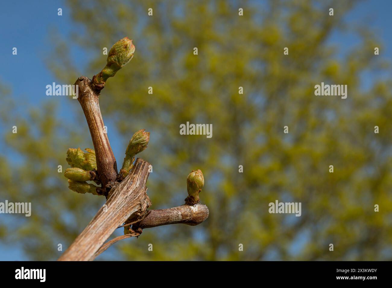 Weinrebe mit hellgrünen Knospen auf braunem Stiel, Dänemark, 27. April 2024 Stockfoto