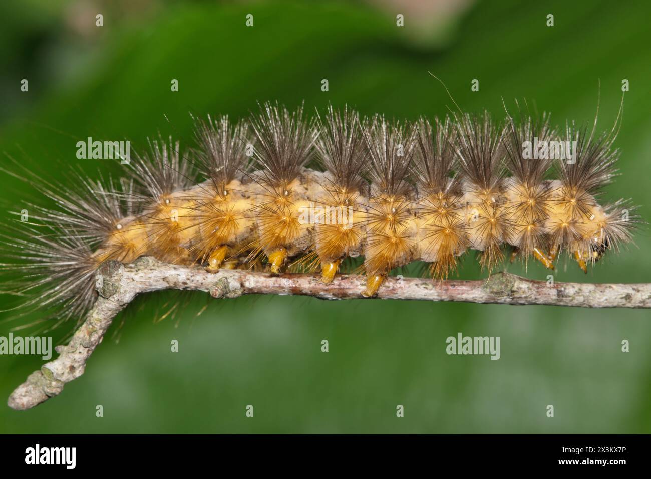 Salzmotte raupe (Estigmene acrea) Insekt auf pflanzlicher Fuzzy Natur Frühjahrsbekämpfung. Stockfoto