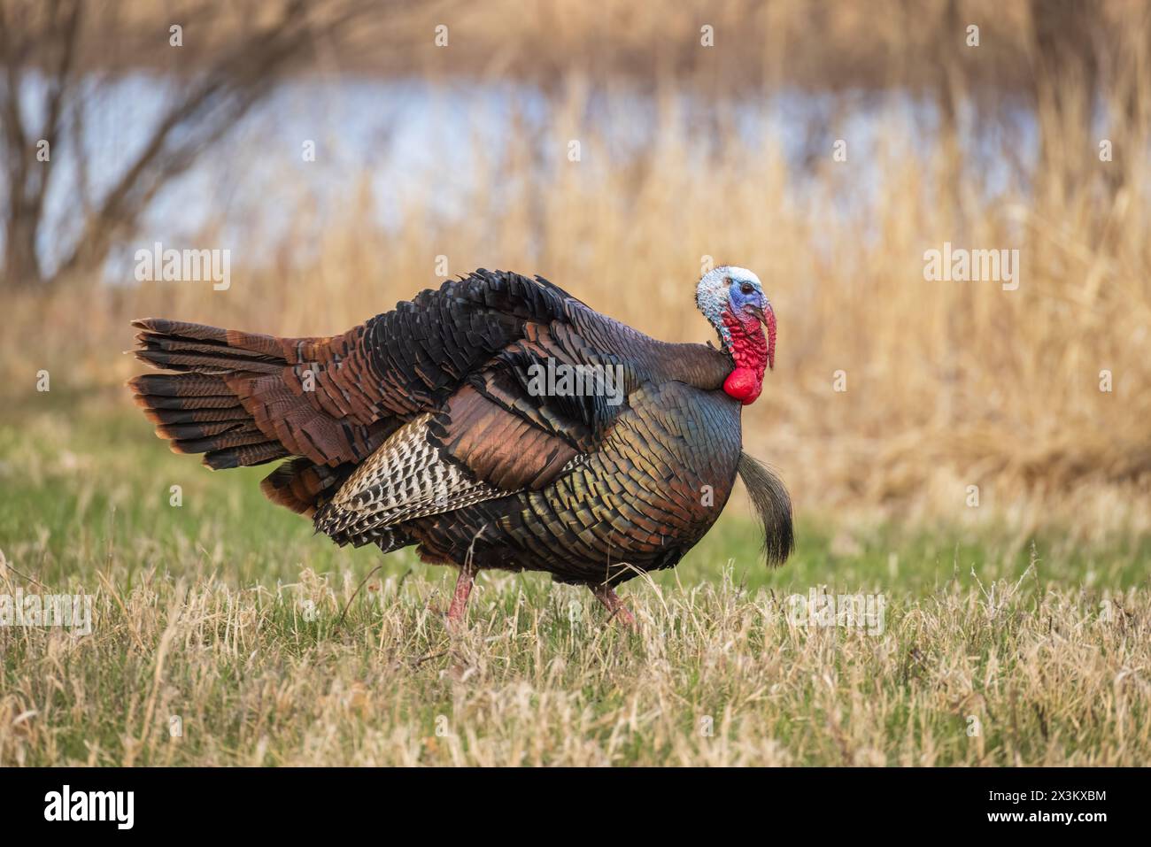 Tom turkey an einem Aprilabend im Norden von Wisconsin. Stockfoto