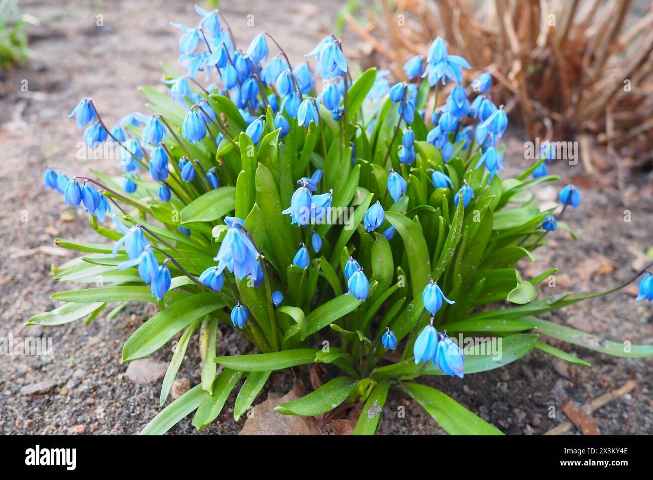 Scilla ist eine Gattung von zwiebelbildenden mehrjährigen krautigen Pflanzen aus der Familie der Sparagaceae, Unterfamilie Scilloideae. In Engli werden manchmal die Quietschen genannt Stockfoto