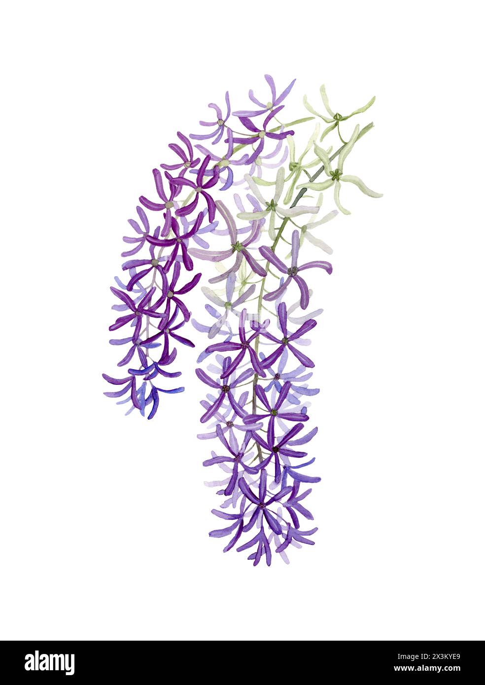 Petrea volubilis Blütenbündel von lilafarbener Farbe auf einem Zweig mit Aquarellblättern Stockfoto