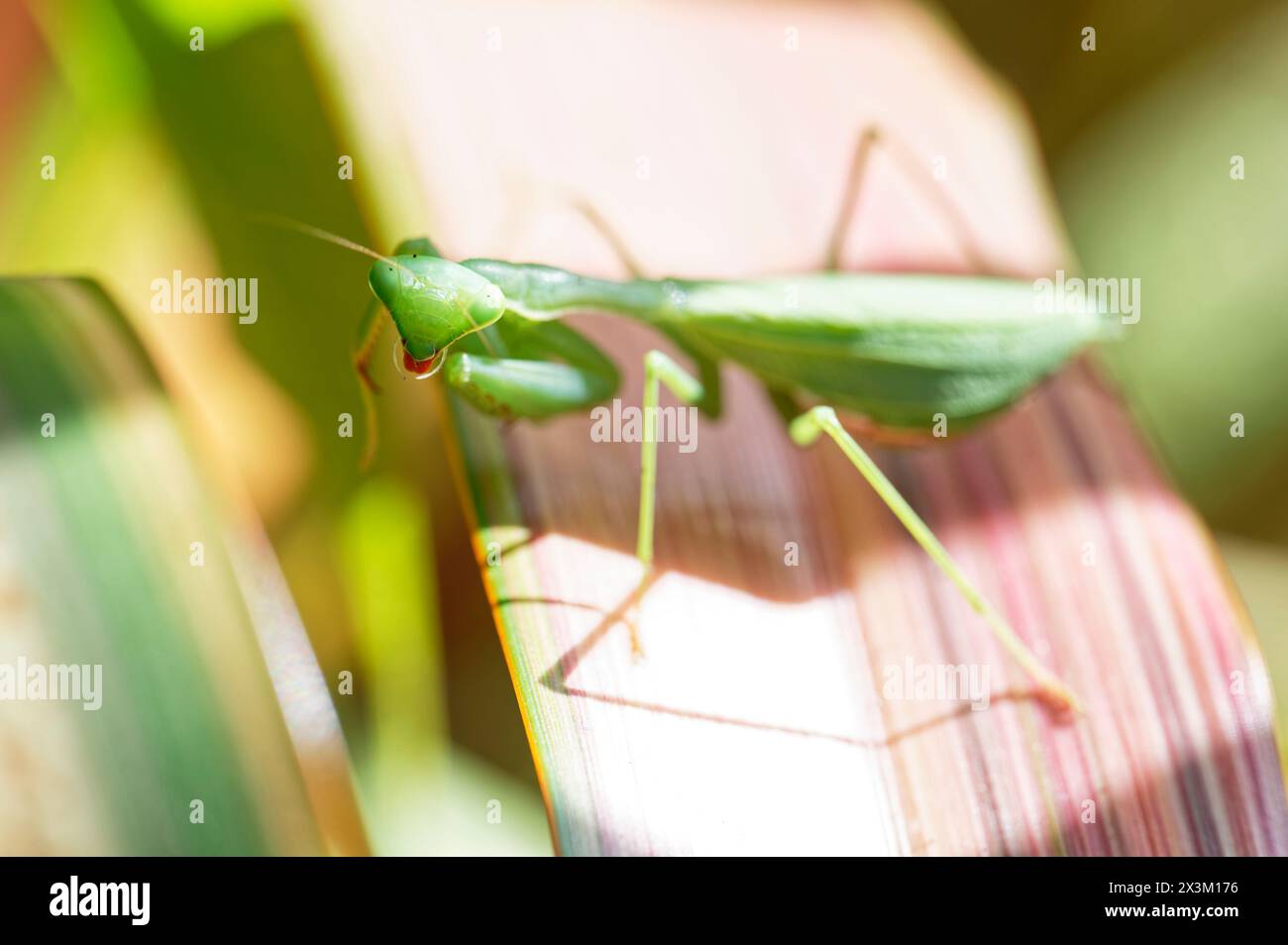 Eine südafrikanische Gebetsmantis, Miomantis caffra auf einem vielseitigen Flachsblatt in Neuseeland. Es handelt sich um eine eingeführte Art, die invasiv ist. Stockfoto