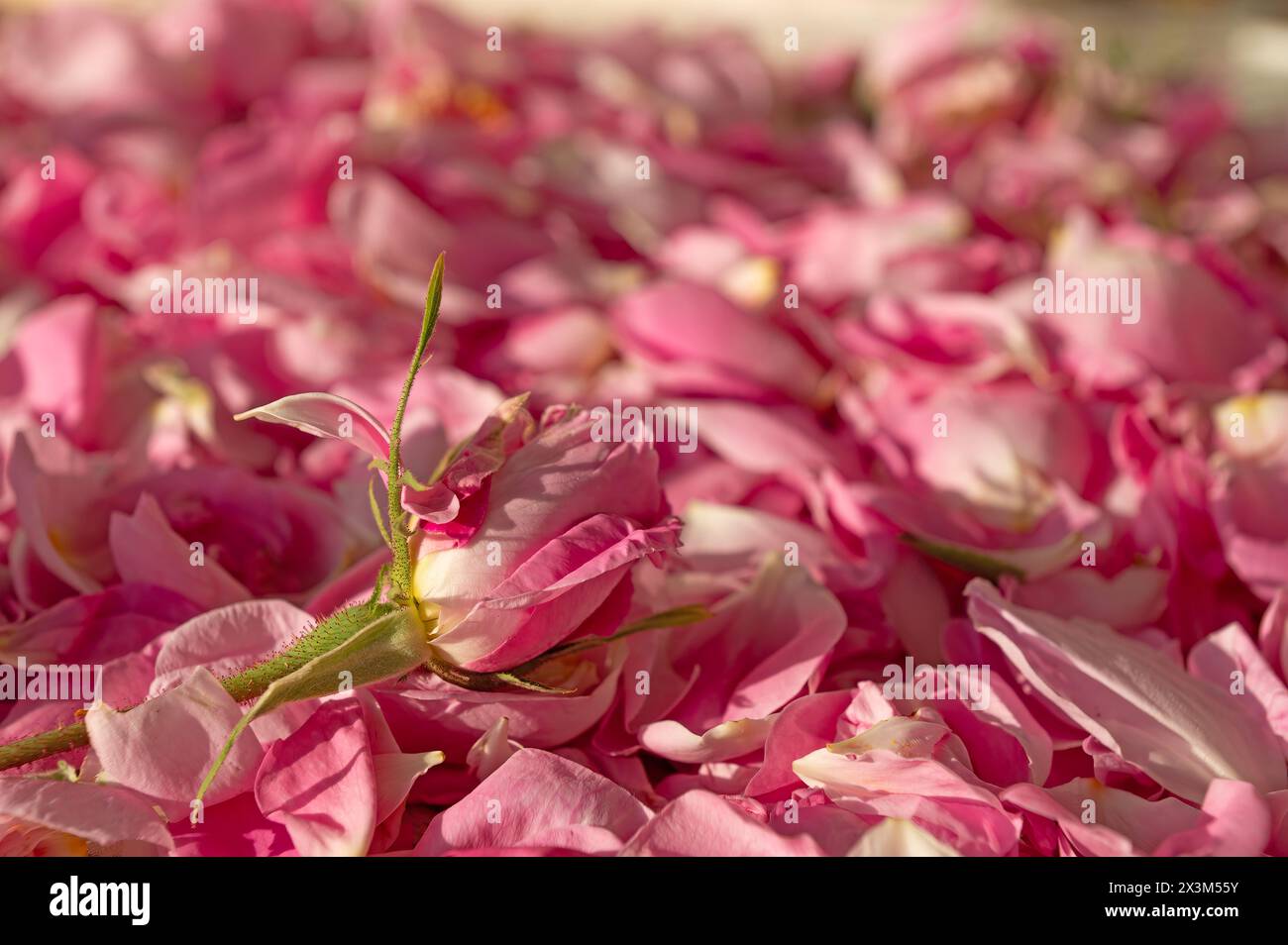 Rosafarbene Rosen, die zur Wasser- und Ölgewinnung geerntet werden. Isparta, Türkei. Stockfoto