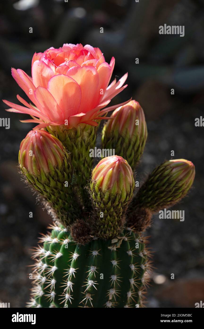 Fackel Kaktusblüte Stockfoto