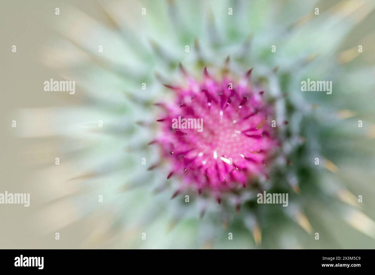 Eine ungeöffnete Distelblume mit geringer Schärfentiefe Stockfoto