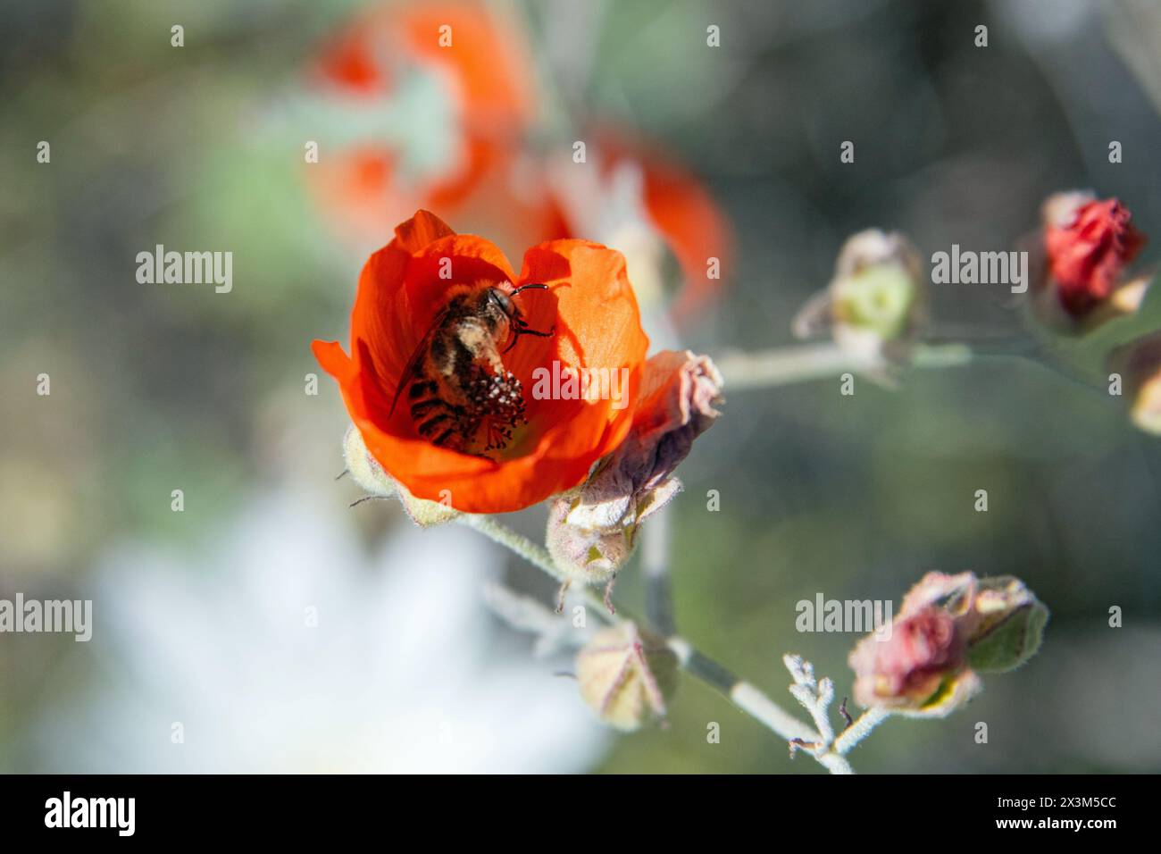 Einsame Biene, die in einer Globus-Malvenblume schläft Stockfoto