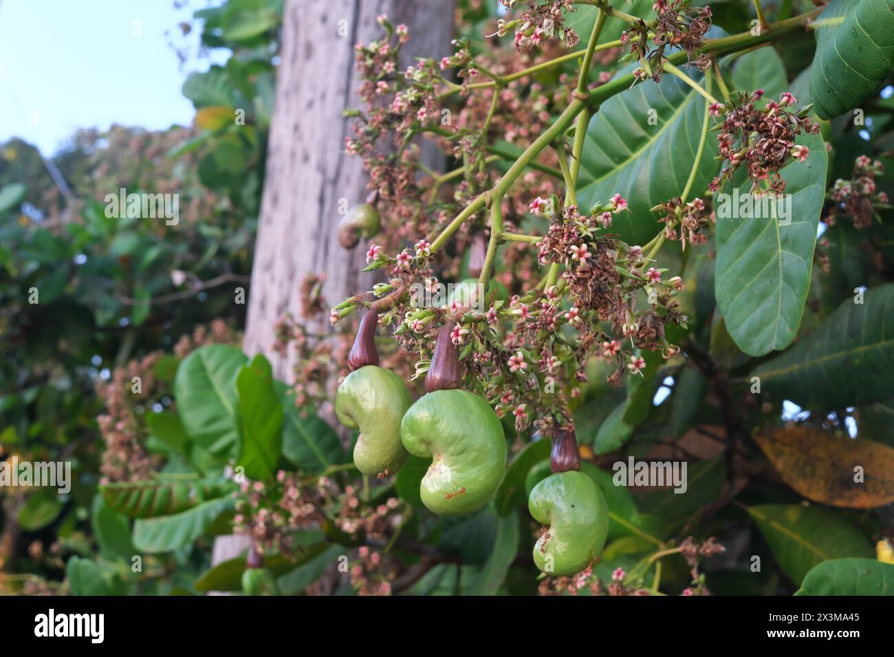 Nahaufnahme der Cashewnussblüten. Tropischer Obstbaum mit üppig grünem Laub. Stockfoto