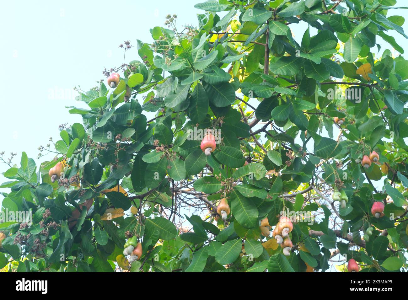 Großaufnahme von Cashew-Apfelfrucht, die an einem Baum hängt. Tropischer Obstbaum. Stockfoto