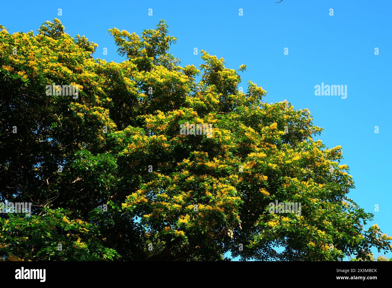 Blühender narra-Baum oder Pterocarpus indicus tropischer Baum auf den Philippinen. Stockfoto