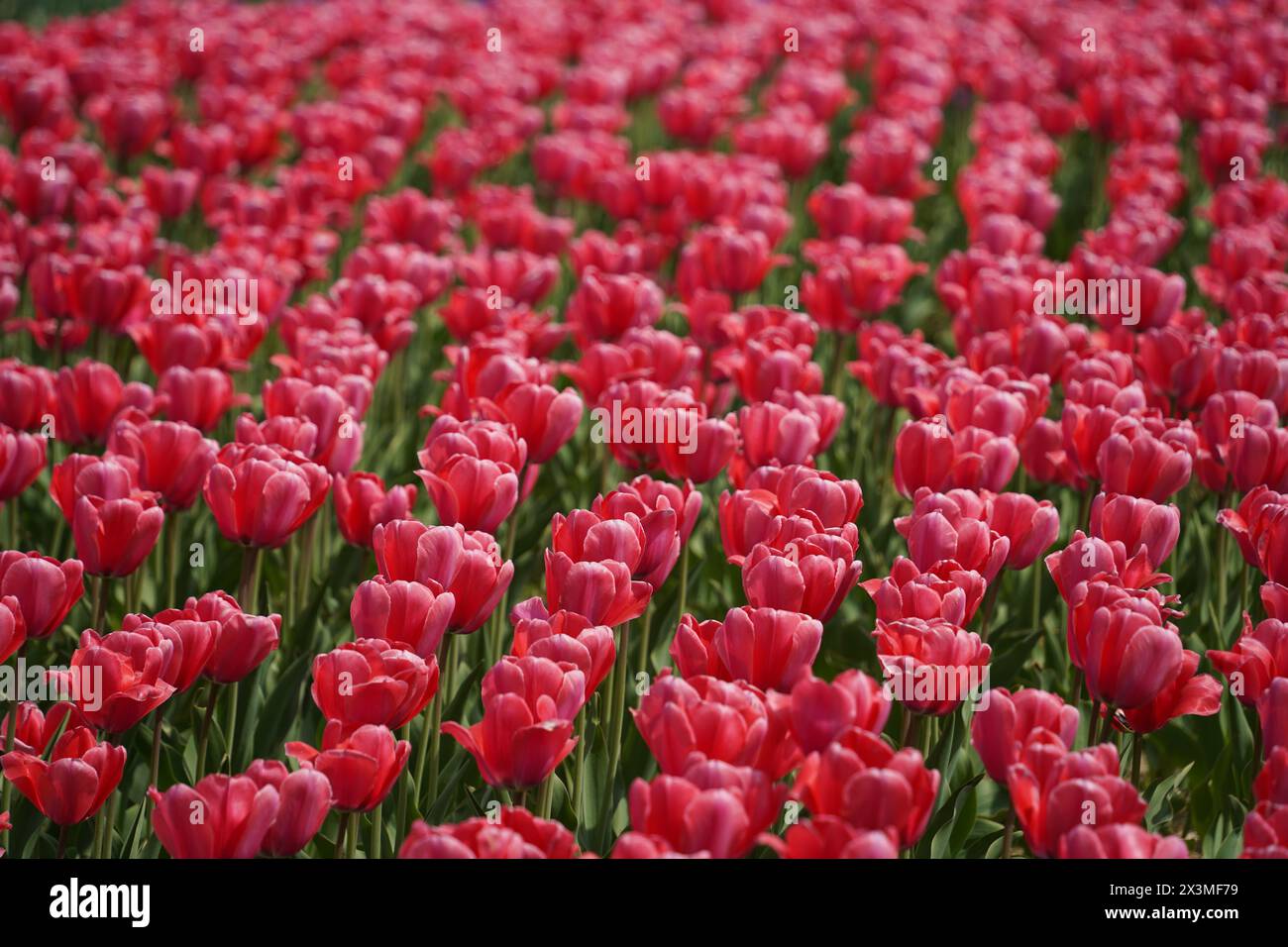 Dunkelrosa Tulpen blühen im Garten. Stockfoto