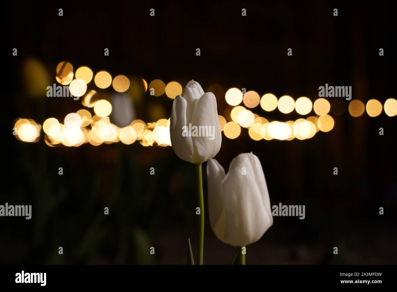 Zwei weiße Tulpen vor dem Hintergrund von verschwommenem Licht bei Nacht Stockfoto