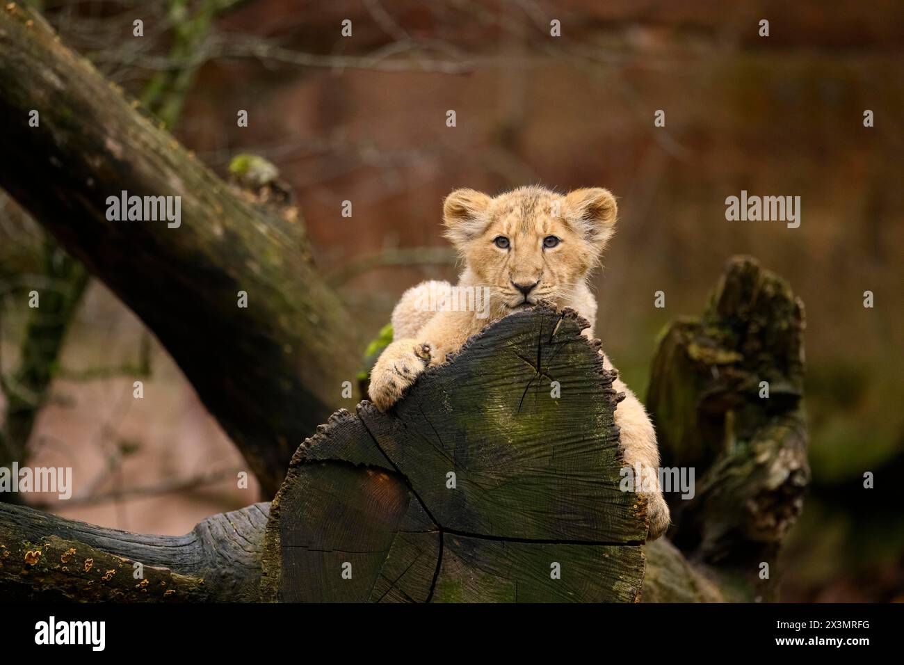 Asiatischer Löwe (Panthera leo persica), der auf einem Baum klettert, in Gefangenschaft, Lebensraum in Indien Stockfoto