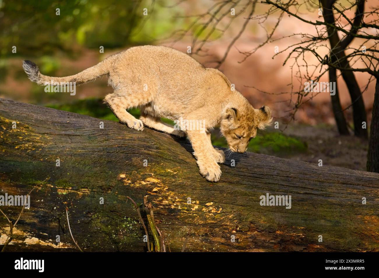 Asiatischer Löwe (Panthera leo persica), der auf einem Baum klettert, in Gefangenschaft, Lebensraum in Indien Stockfoto
