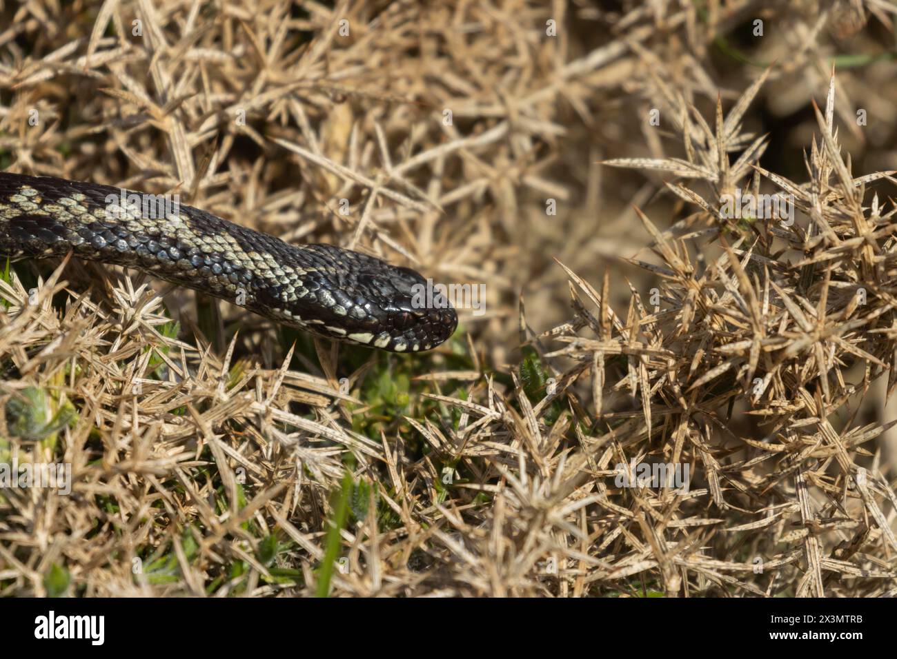 Europäische Adlerschlange (Vipera berus) an einem Ginsterstrauch, England, Vereinigtes Königreich Stockfoto