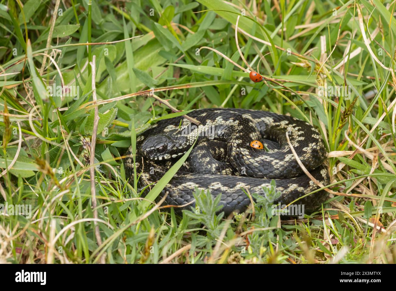 Europäische Adler (Vipera berus), adulte Schlange, die sich im Grasland mit einem Marienkäfer auf ihrem Körper befindet, England, Vereinigtes Königreich Stockfoto