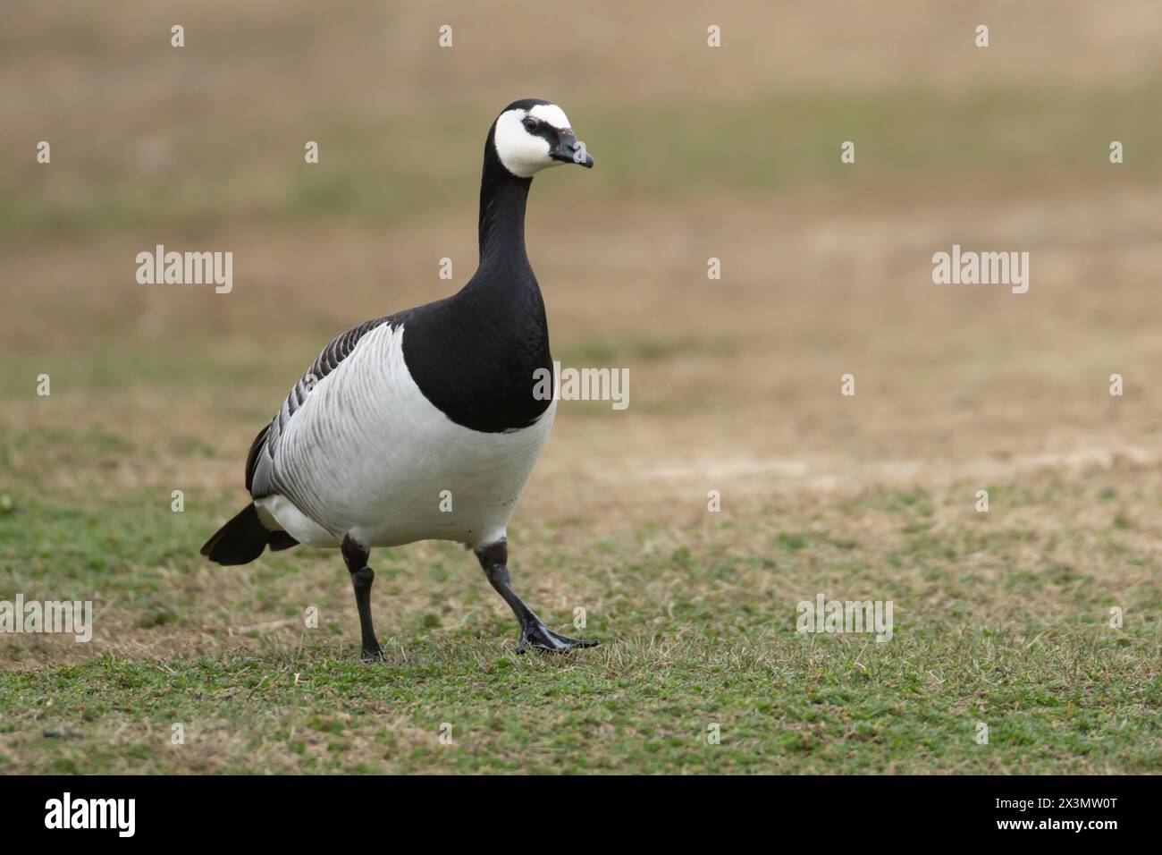 Barnacle Gans (Branta leucopsis) erwachsener Vogel auf Grasland, England, Vereinigtes Königreich Stockfoto