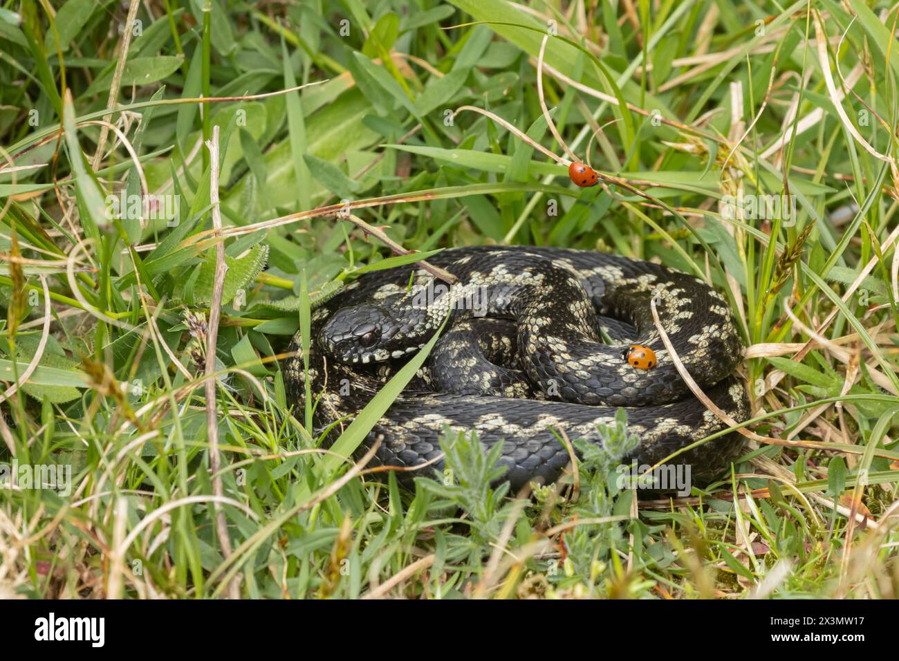 Europäische Adler (Vipera berus), adulte Schlange, die sich im Grasland mit einem Marienkäfer auf ihrem Körper befindet, England, Vereinigtes Königreich Stockfoto
