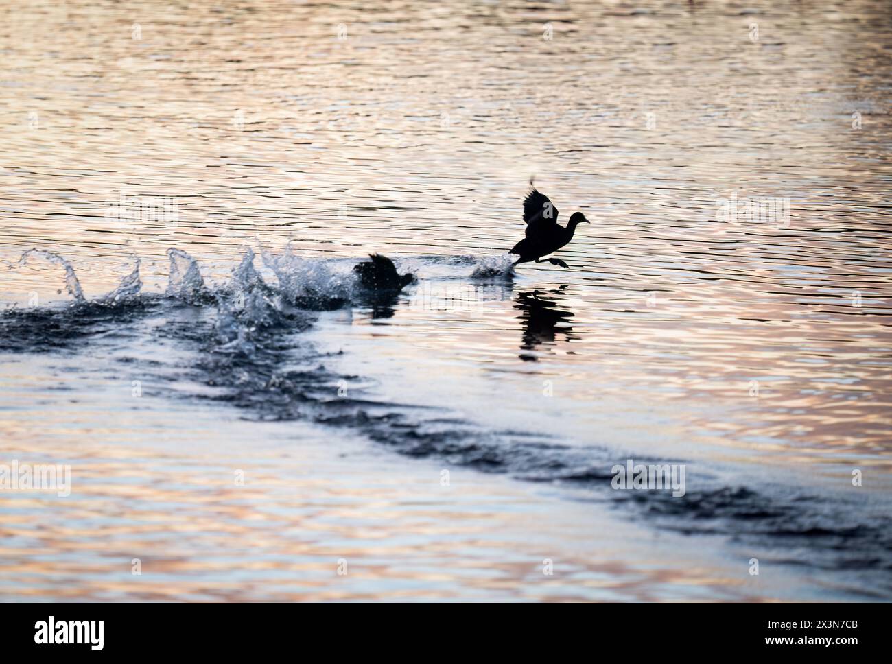 Australische Hähnchen jagen und kämpfen im See bei Sonnenaufgang. Auckland. Stockfoto