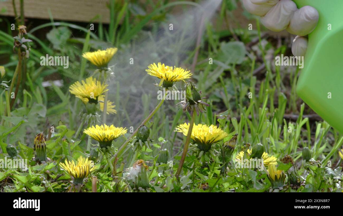 Gärtner sprüht Unkrautvernichter auf Löwenzahn Unkraut, das im Garten wächst. Stockfoto