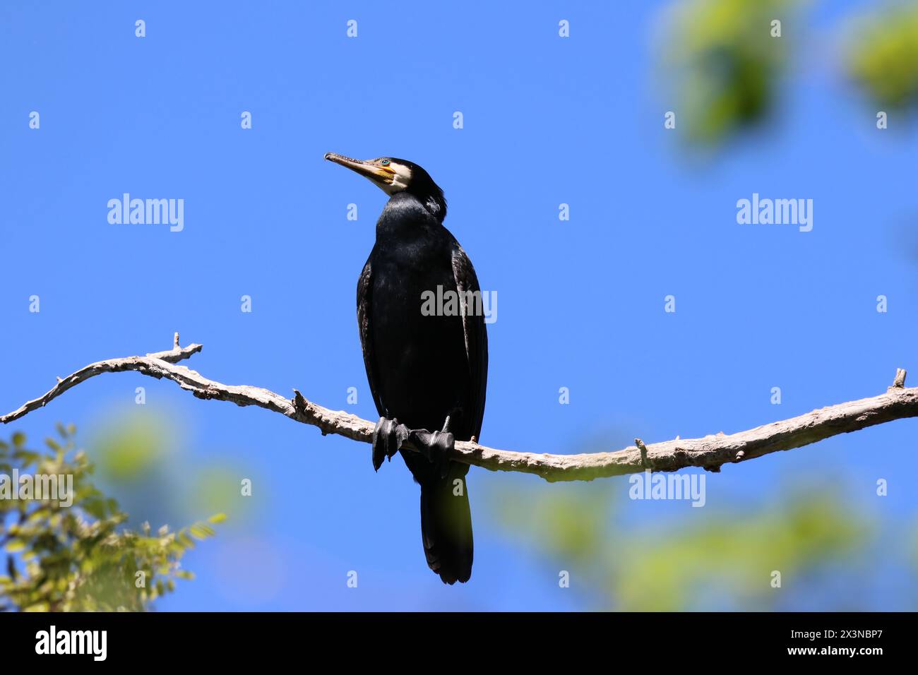 Black Beauty/Great Cormorant/Sonnenbaden Stockfoto
