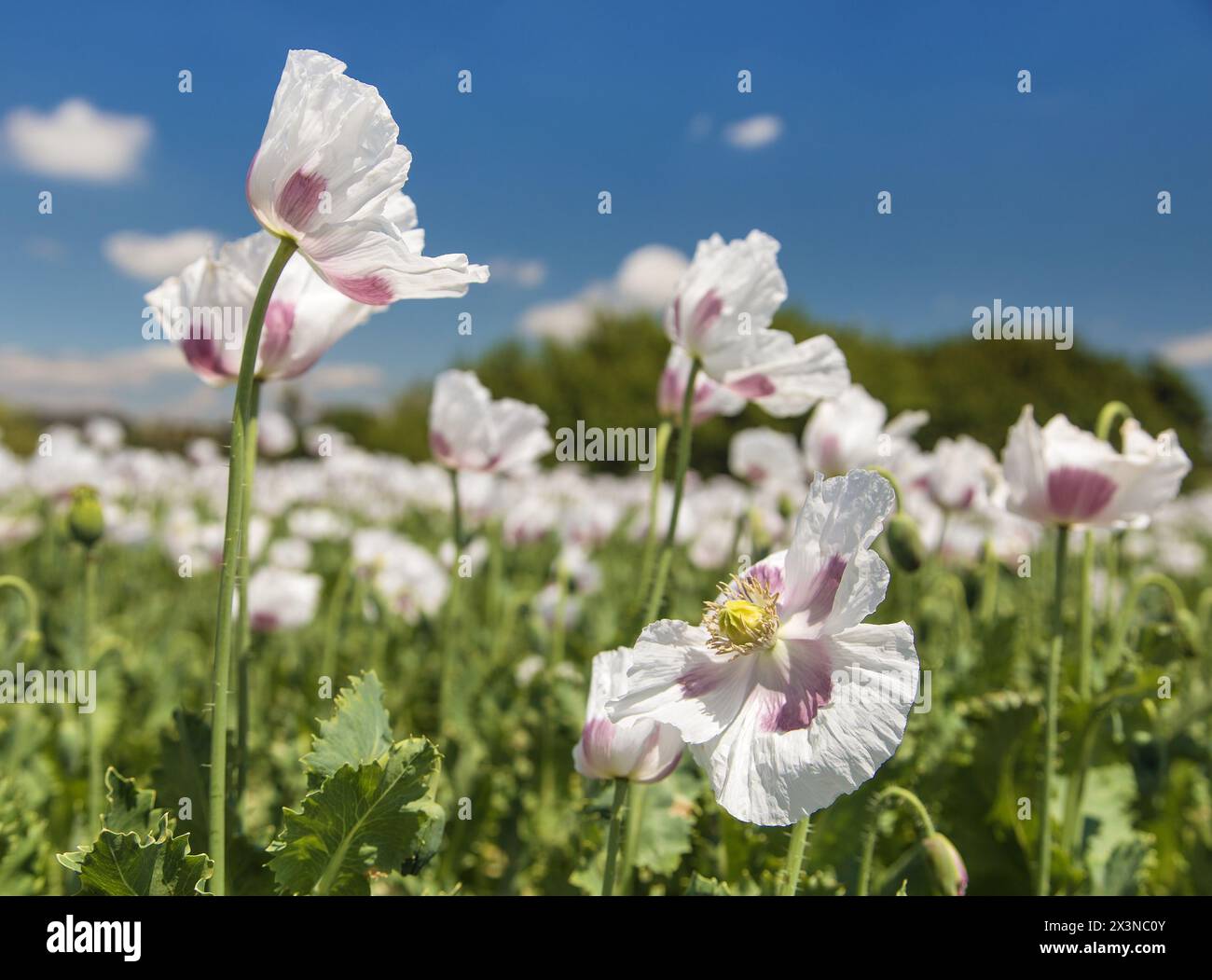 Detail Opiummohnblume, in latin papaver somniferum wird weißer blühender Mohn in der Tschechischen Republik für die Lebensmittelindustrie angebaut Stockfoto