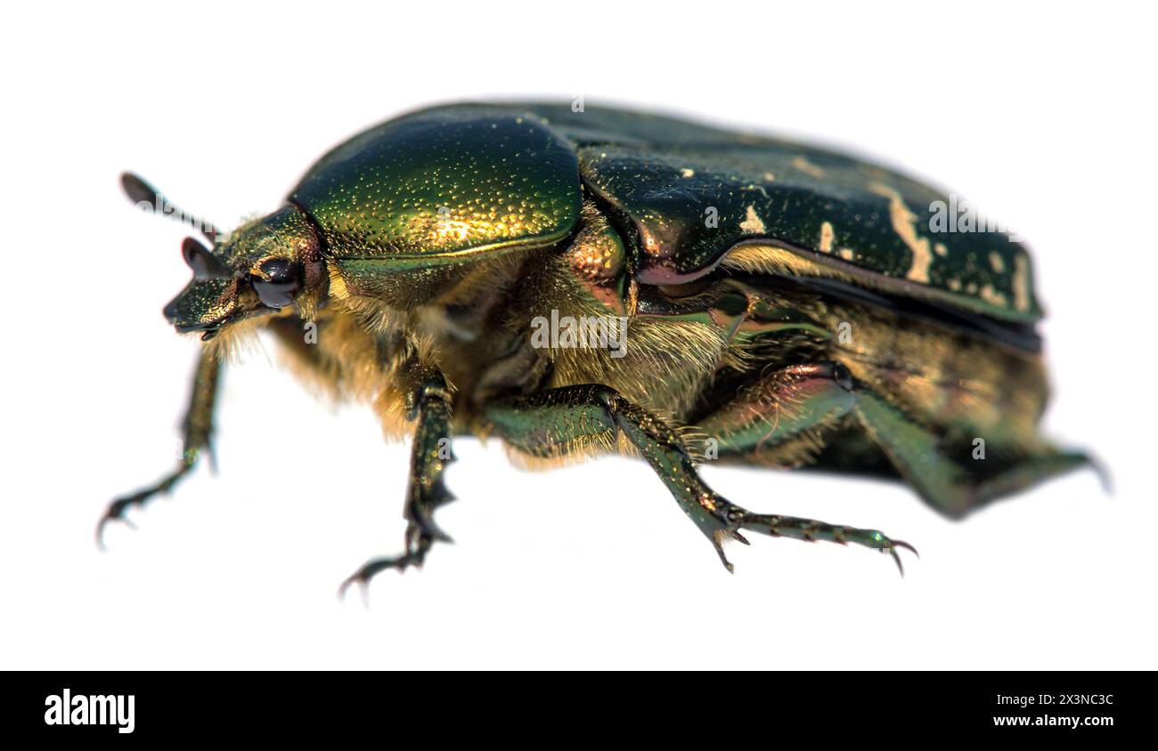 Grüner Rosen-Chafer, lateinisch Cetonia aurata, isoliert auf weißem Hintergrund Stockfoto