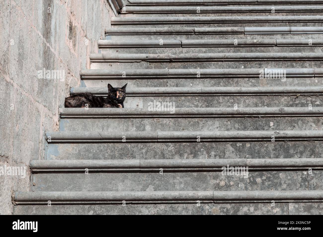 Eine Katze ruht auf der Treppe mit natürlichem Katzenverhalten Stockfoto