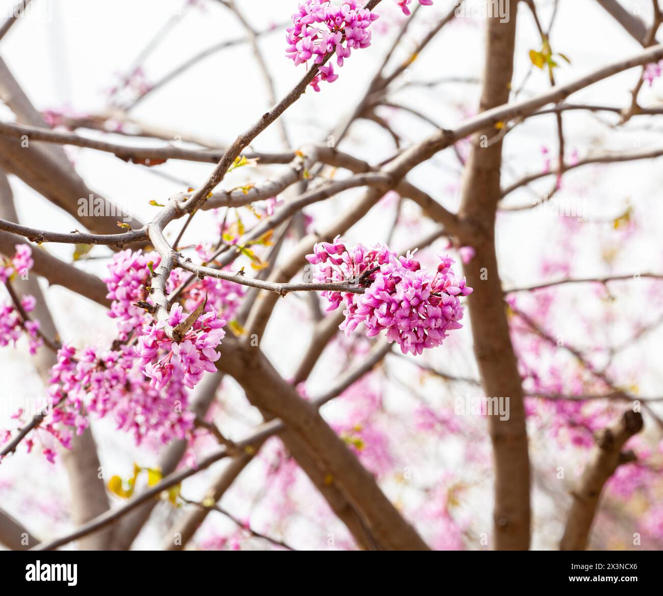 Cercis Siliquastrum Baum in Blüte während der Frühlingssaison. Rosafarbene Blüten im Frühling Stockfoto