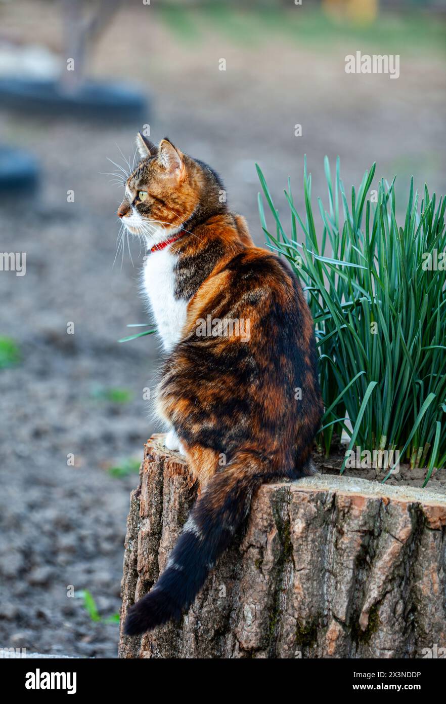 Bild einer sehr schönen Katze, während sie auf einem Baumstamm saß und ihre Beute betrachtete. Stockfoto