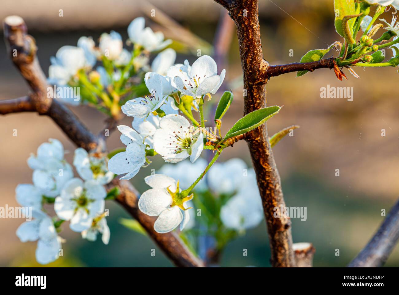 Aus nächster Nähe eine Choke-Kirschblüte in voller Blüte mit Zweigen und Blättern Stockfoto