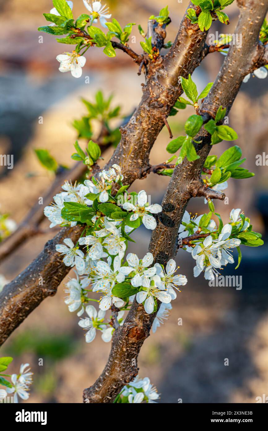 Blühende Pflaumenbäume blühen im Frühling im Sonnenlicht. Weiße Frühlingsblumen auf dunklem Hintergrund Stockfoto