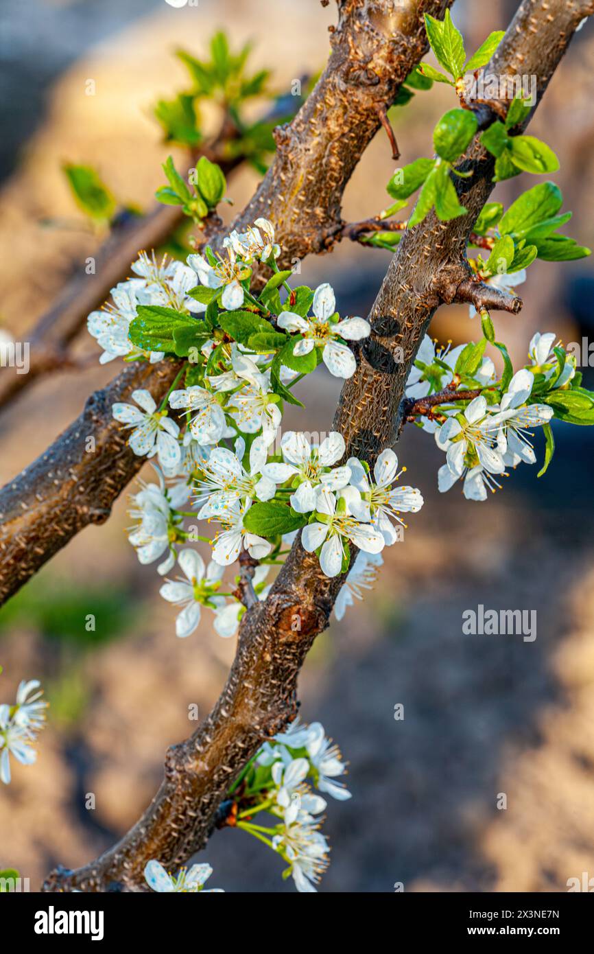 Pflaumenblume im Frühling, schöne Blume im natürlichen Hintergrund, Weichzeichner Unschärfe Nahaufnahme. Stockfoto